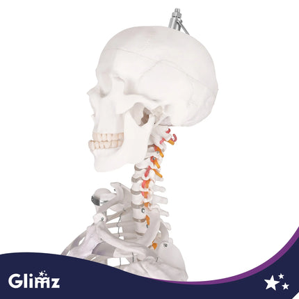 Menneskeskelet – 170 cm Glimz