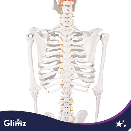 Menneskeskelet – 170 cm Glimz