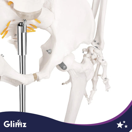 Menneskeskelet – 170 cm Glimz