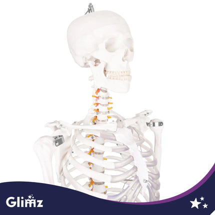 Menneskeskelet – 170 cm Glimz
