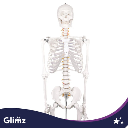 Menneskeskelet – 170 cm Glimz