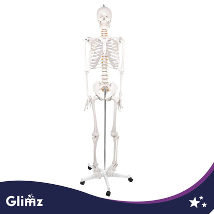 Menneskeskelet – 170 cm Glimz