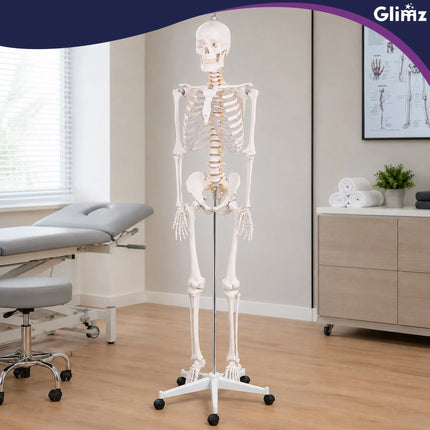 Menneskeskelet – 170 cm Glimz