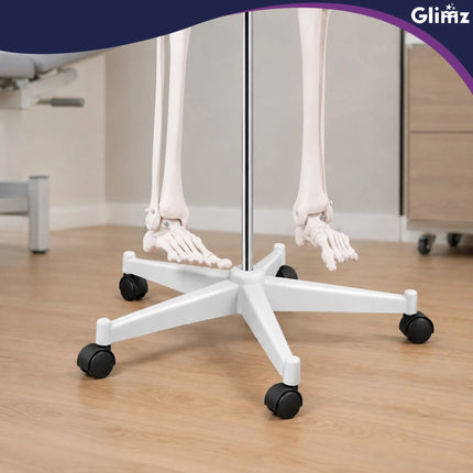 Menneskeskelet – 170 cm Glimz
