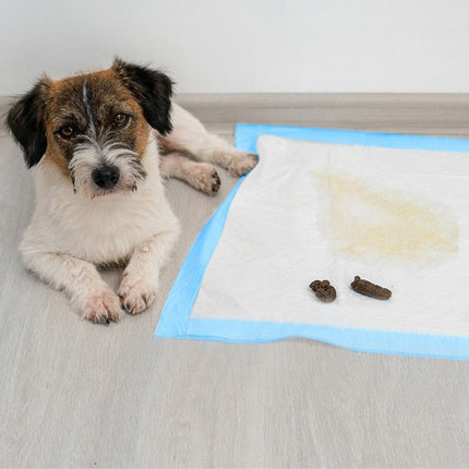Hygiejneunderlag til Dyr - 50 stk. 60x60 cm + Affaldsposer x 30