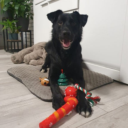 Julegave Sæt til Hunde - 6 Sjove Legetøj til Din Poteven