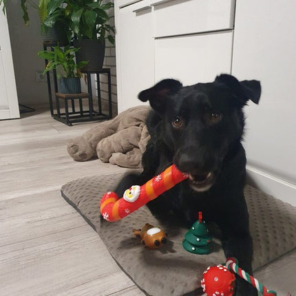 Julegave Sæt til Hunde - 6 Sjove Legetøj til Din Poteven