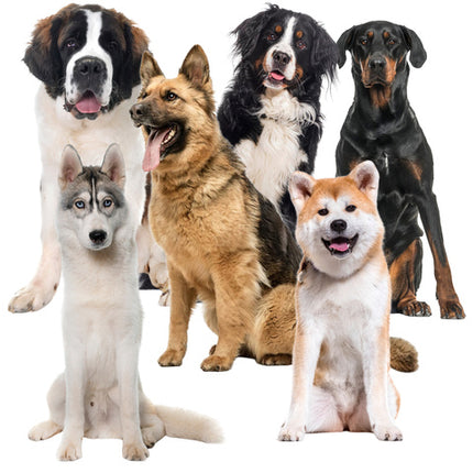 Kølemåtte til kæledyr 110x70cm - Komfortabel og praktisk