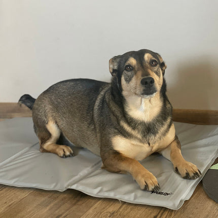 Kølemåtte til hunde og katte - XL, foldbar og sikker
