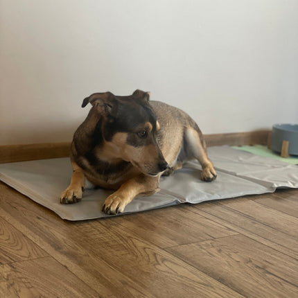 Kølemåtte til hunde og katte - XL, foldbar og sikker