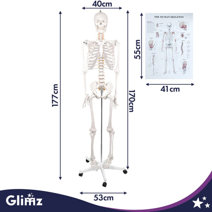 Menneskeskelet – 170 cm Glimz