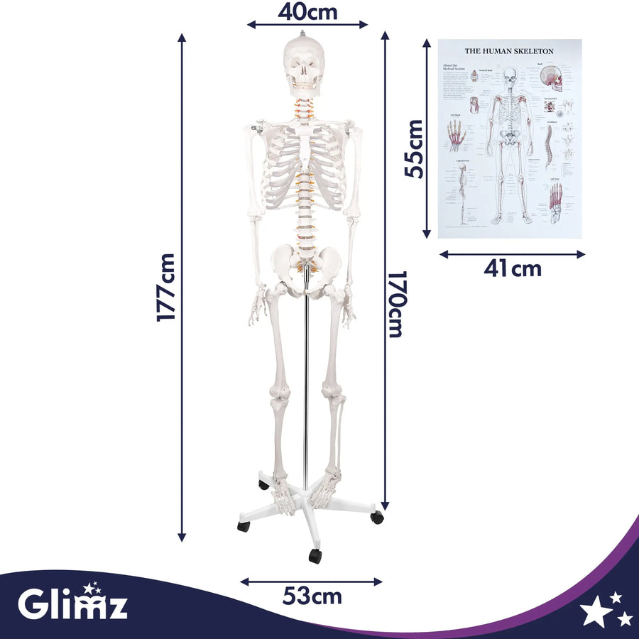 Menneskeskelet – 170 cm Glimz